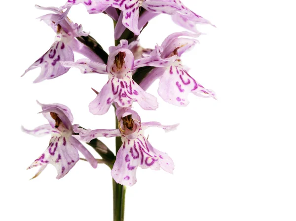 stock image Beautiful purple flowers (orchids) against white background