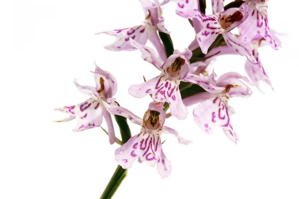 Lindas flores roxas (orquídeas) contra fundo branco — Fotografia de Stock