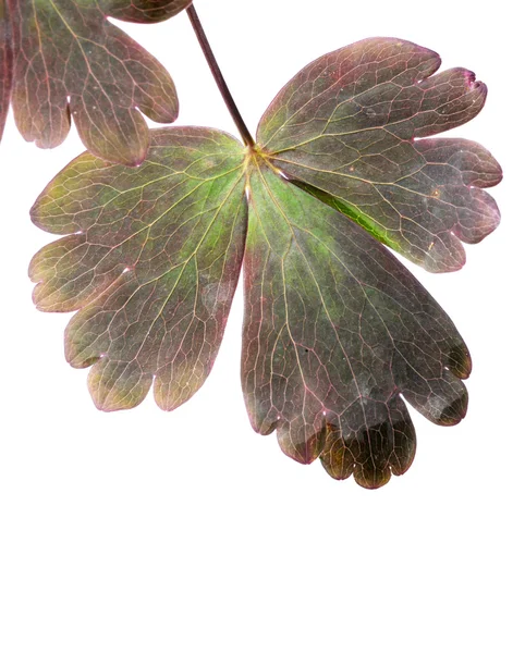 Beyaz arka plan karşı genç yaprak yeşil — Stok fotoğraf