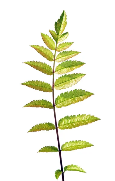 Unga gröna blad mot vit bakgrund — Stockfoto