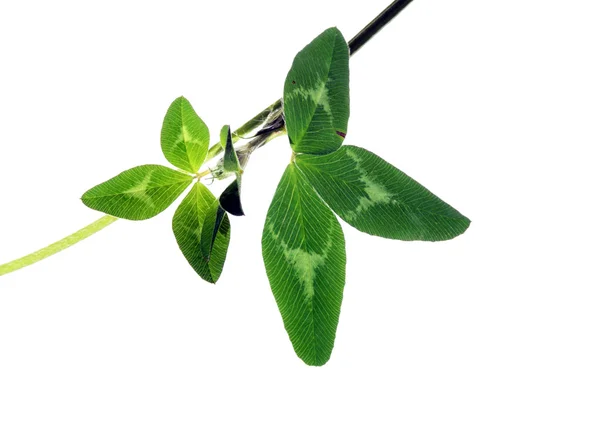 Giovani foglie verdi sullo sfondo bianco — Foto Stock