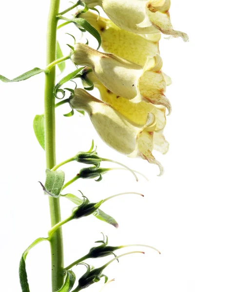 Beyaz arka plan karşı genç yeşil yaprakları — Stok fotoğraf