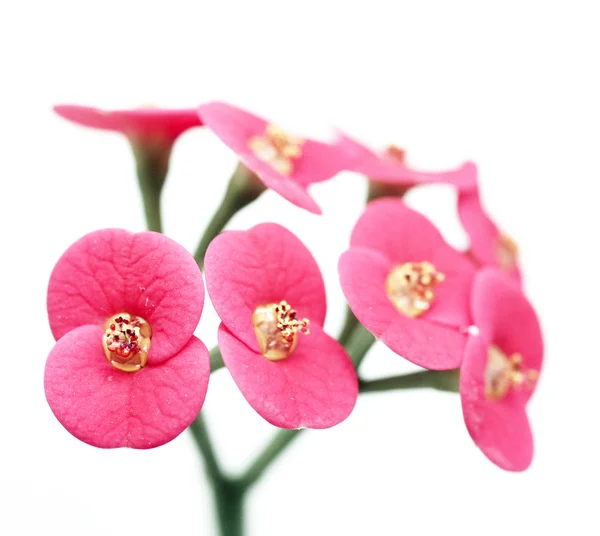흰색 배경 (필드의 얕은 깊이의 신중한 사용에 대 한 아름 다운 붉은 꽃) — 스톡 사진