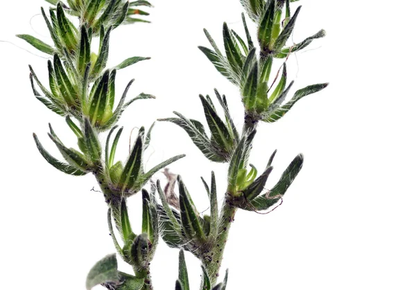 Beyaz arka plan ve metin için yeterince boş alana karşı genç yeşil yaprakları — Stok fotoğraf