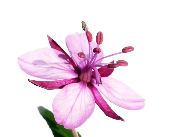 Lovely light purple flower against white background — Stock Photo, Image