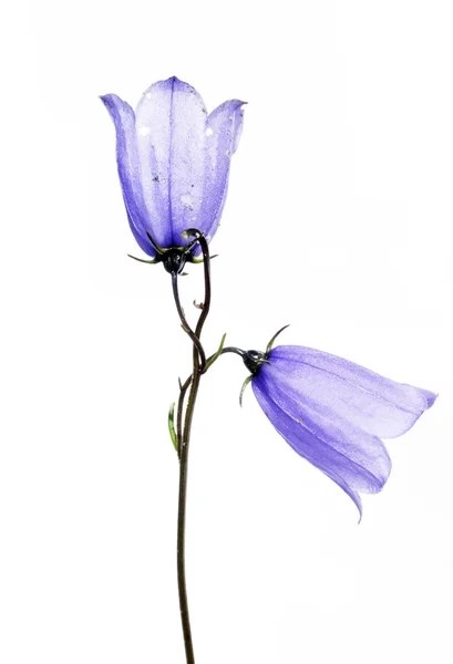Bellissimi fiori viola sullo sfondo bianco — Foto Stock