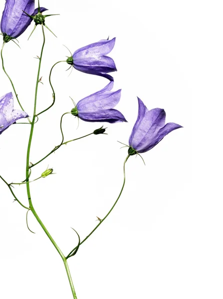 Красиві фіолетові квіти на білому тлі — стокове фото