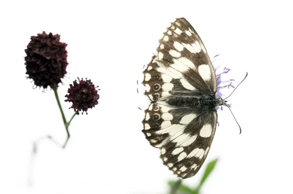 Schöner Schmetterling und Flora vor weißem Hintergrund — Stockfoto