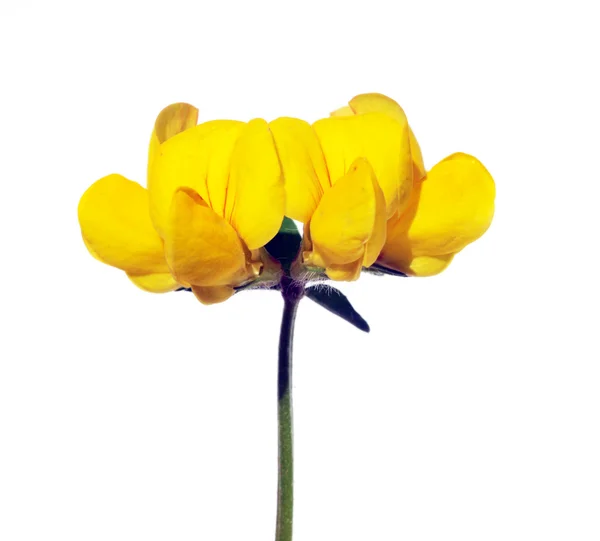 Schöne gelbe Blume vor weißem Hintergrund — Stockfoto