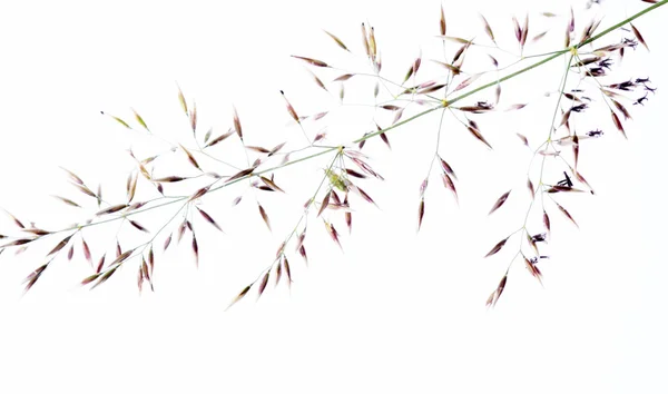 Młody liść na białym tle — Zdjęcie stockowe