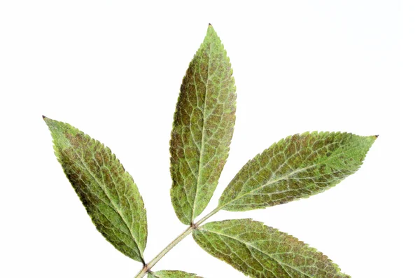 白い背景の若い緑の葉 — ストック写真
