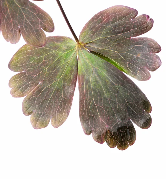 Junge Blätter vor weißem Hintergrund — Stockfoto