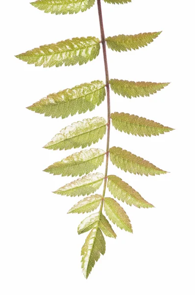 白い背景の若い緑の葉 — ストック写真