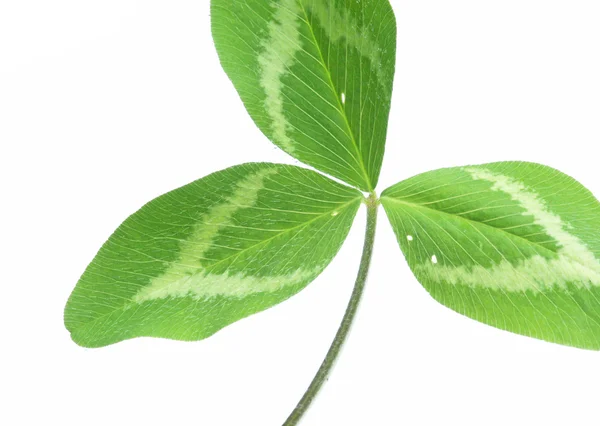 Μικρά πράσινα φύλλα, φόντο λευκό — Φωτογραφία Αρχείου