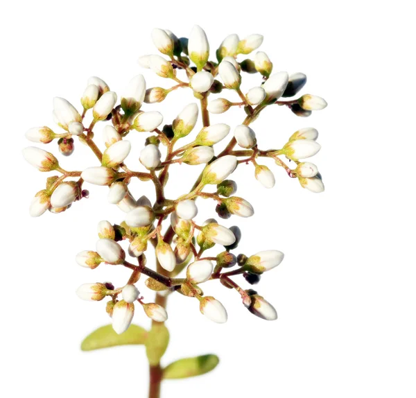 Молоде зелене листя на білому тлі — стокове фото