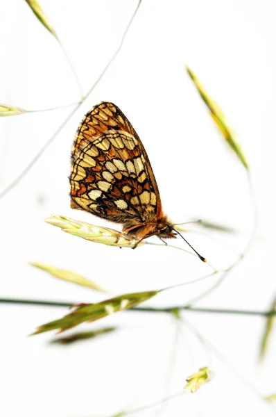 Schöner Schmetterling vor weißem Hintergrund — Stockfoto