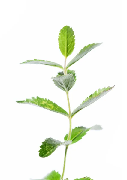 Μικρά πράσινα φύλλα από λευκό φόντο και άφθονο χώρο για κείμενο — Φωτογραφία Αρχείου