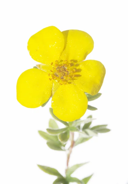 Красива жовта квітка на білому тлі — стокове фото