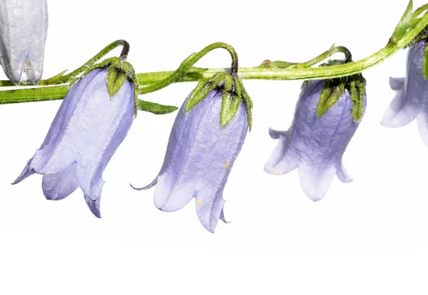 Hermosas flores púrpuras sobre fondo blanco —  Fotos de Stock