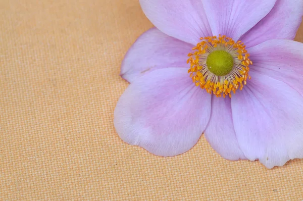 美しいピンクの花 (フィールドの浅い深さの意図的な使用のクローズ アップ) — ストック写真