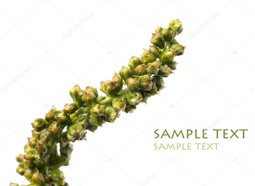 Close-up of tiny flower buds against white background