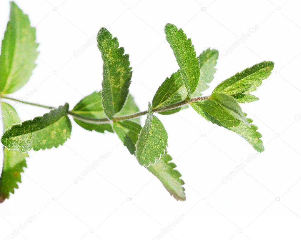 Young green leaves against white background and plenty of space for