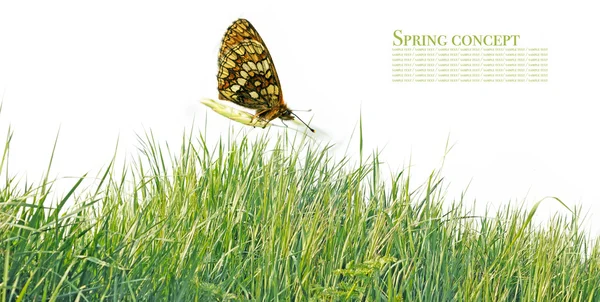 Motýl a jarní flóra proti Bílému pozadí — Stock fotografie