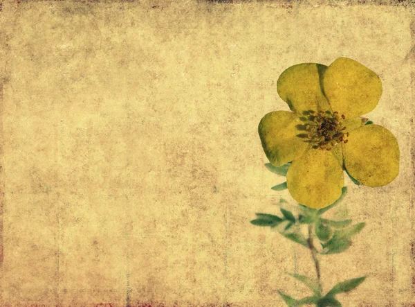 Dünyevi çiçek arka plan görüntüsü ve kullanışlı tasarım öğesi — Stok fotoğraf