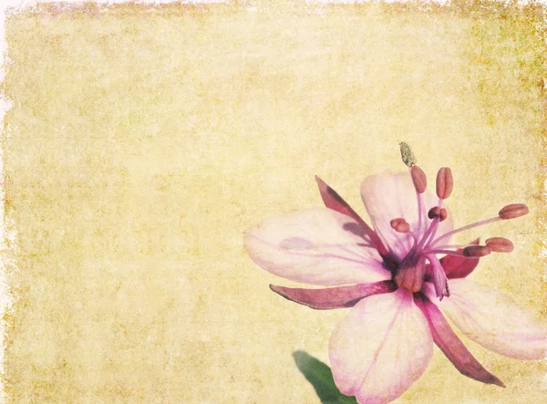 Jordnära blommig bakgrundsbild och användbara designelement — Stockfoto