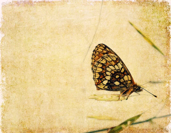 Imagem de fundo encantadora com close-up de uma borboleta — Fotografia de Stock