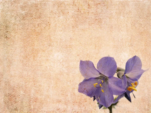 Çiçek arka planı — Stok fotoğraf