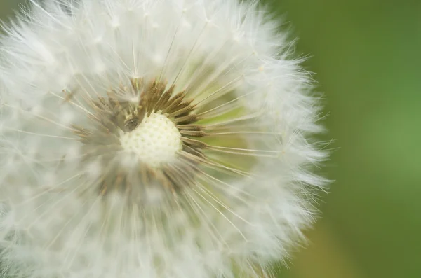 Lovely dandelion — Stock Photo, Image
