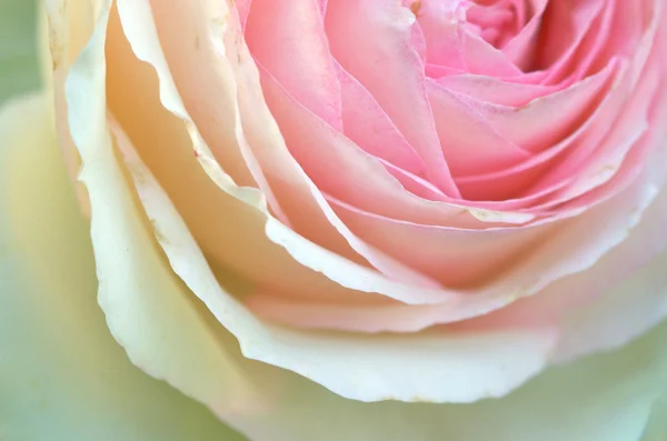 Close-up of a rose — Stock Photo, Image