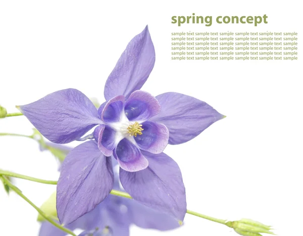 Schöne florale Details und Design-Element — Stockfoto