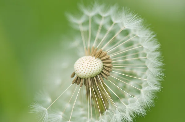Lovely dandelion — Stock Photo, Image