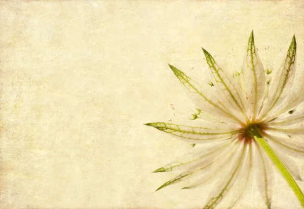 Prvek zemité květinový design s kopií prostor — Stock fotografie