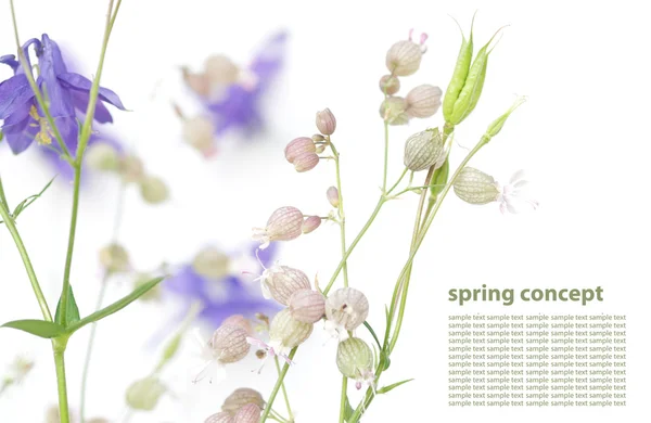 Tavaszi növény absztrakt — Stock Fotó