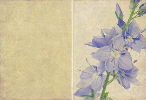 Blommönster element med kopia utrymme — Stock fotografie