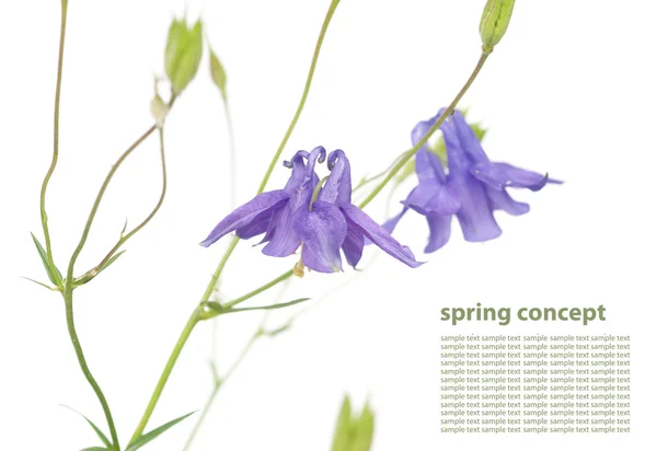 Novos começos. flor de primavera emergente — Fotografia de Stock