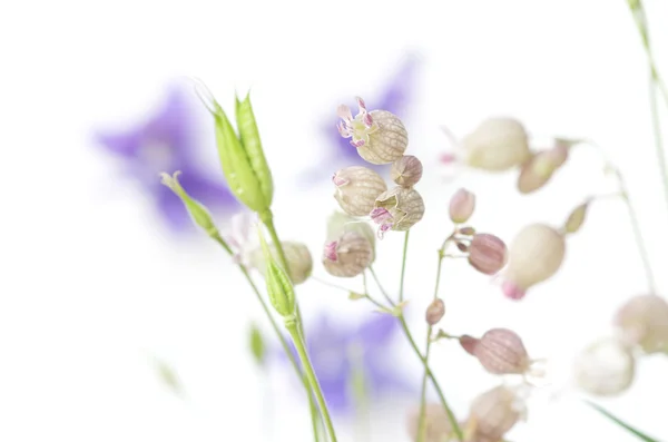Frühlingsflora abstrakt — Stockfoto