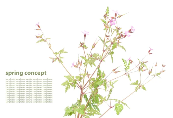 Emerging spring flora design element — Stock Photo, Image