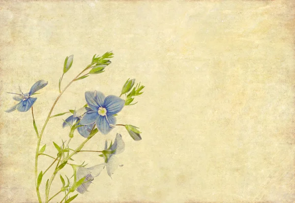 Szép barna háttér kép kék virágos elemekkel — Stock Fotó