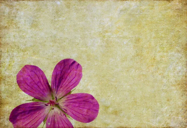 Jordnära blommig bakgrundsbild — Stockfoto