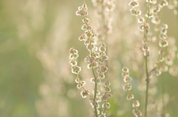 Flora in der Sonne — Stockfoto