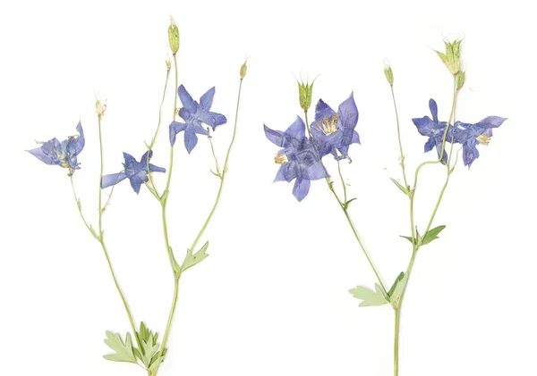 Violette Frühlingsflora vor weißem Hintergrund — Stockfoto