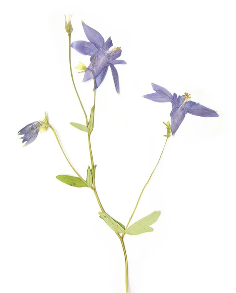 Фіолетова весняна флора на білому тлі — стокове фото