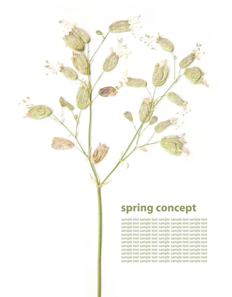 Pressed flora. lovely design elements — Stock Photo, Image