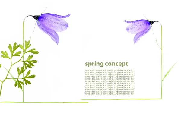 Purple spring flowers — Stock Photo, Image