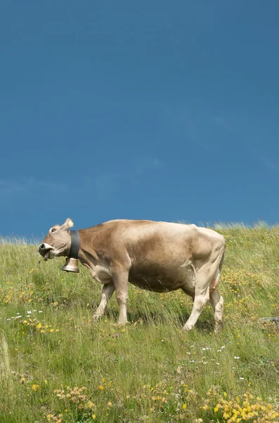 Cow in the swiss alps — Stock Photo, Image