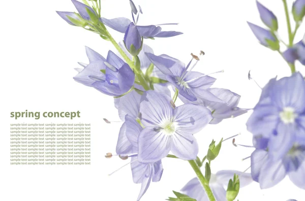 Prachtige lente flora tegen witte achtergrond — Stockfoto